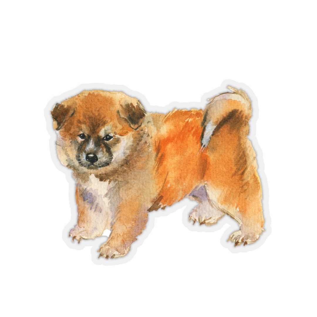 Akita Chow Mix Puppy hidrocampo .br
