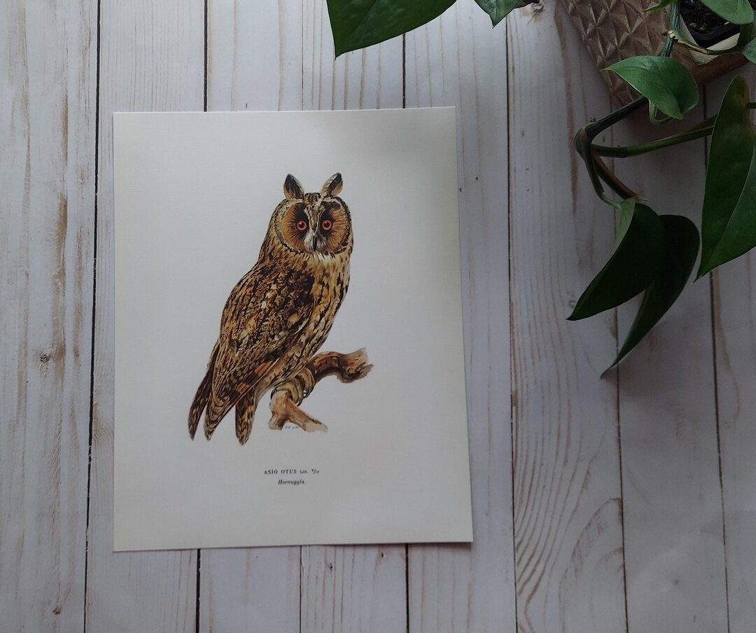 Vintage Owl Nature Plate - Clearance Art Prints - Etsy