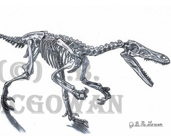 Velociraptor Skeletal Still-life