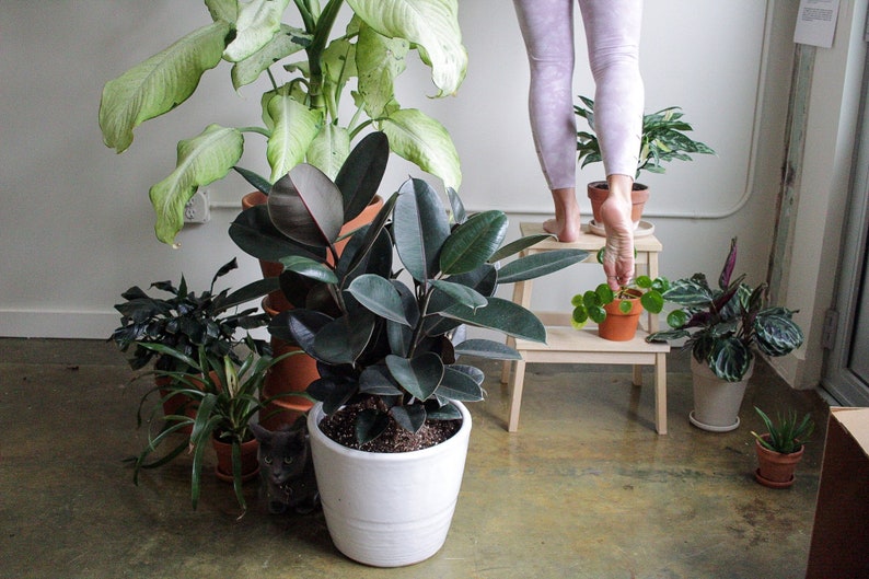 May include: An assortment of potted plants, including a large rubber plant with dark green leaves, and other leafy plants. A person is standing on a small wooden step stool, tending to a small potted plant. A gray cat is visible near the plants.