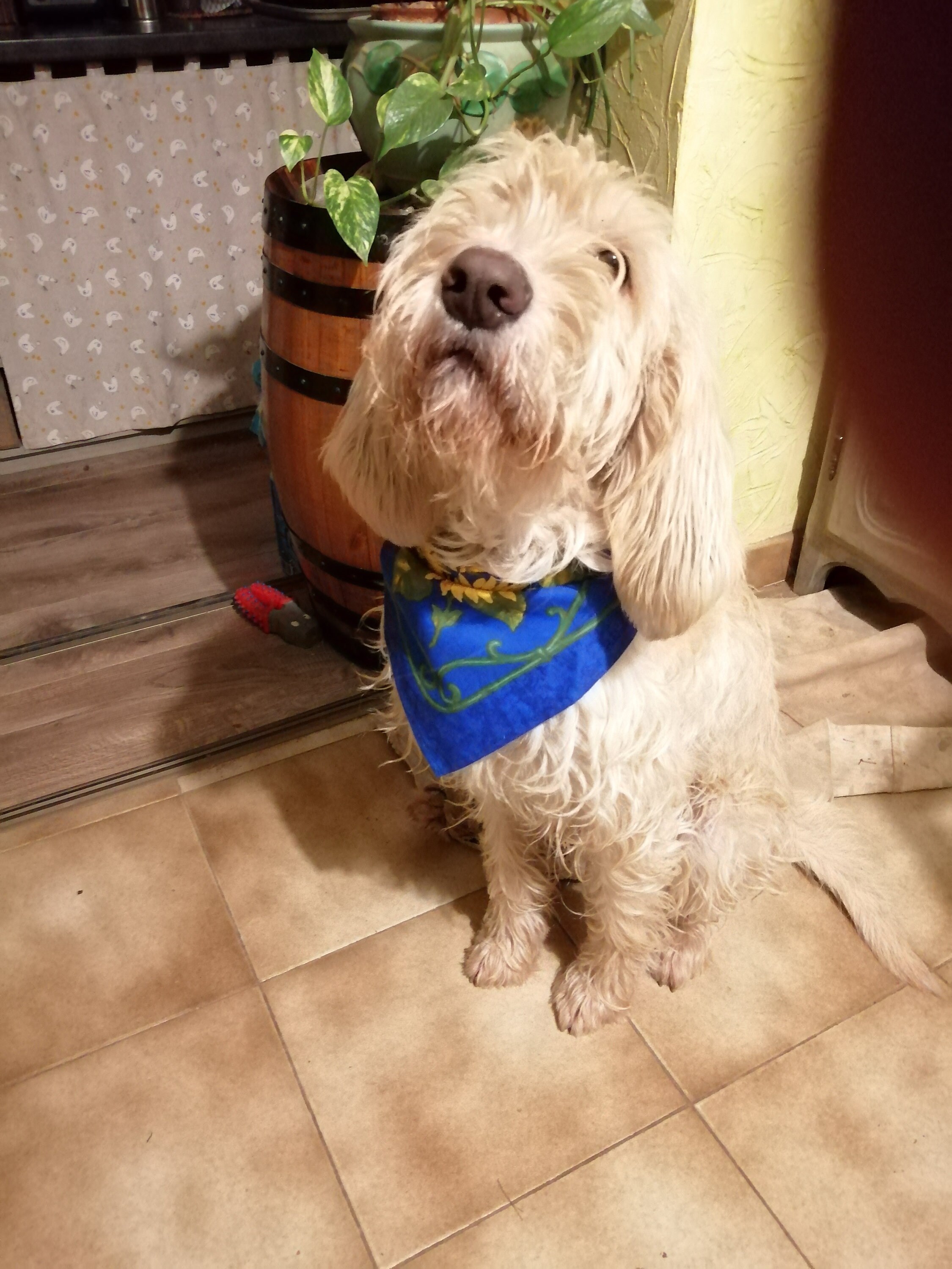 Collier Bandana 75 cm