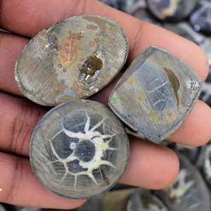 May include: Three gray and white fossilized sea urchin cabochons. The cabochons are oval, square, and round. The fossilized sea urchins have a natural, organic pattern.