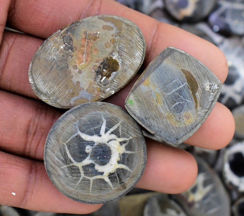 May include: Three gray and white fossilized sea urchin cabochons. The cabochons are oval, square, and round. The fossilized sea urchins have a natural, organic pattern.