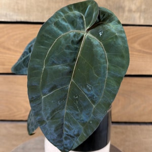 May include: A large, dark green leaf with prominent veins, displayed in a black and white speckled ceramic pot. The leaf has a textured surface and a slight blue hue in some areas. The plant is set against a wooden background.