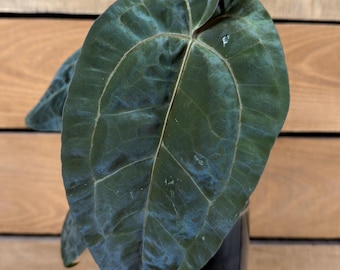 Anthurium Libertii x Michelle - 4" Plant