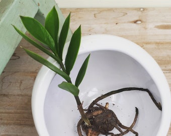 Zamioculcas Zamifolia (ZZ Plant) Start (1)