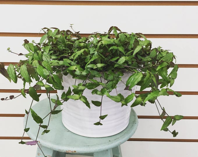 Tahitian Bridal Veil Hanging Plant 6 Etsy