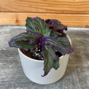 Gynura Aurantiaca Purple Velvet, 2&quot; Plant