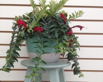 Lipstick Ruby Cuttings (10)