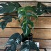 see more listings in the 4" Plants section