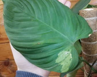 Philodendron Fuzzy Petiole Variegated - Pick Your Plant, 6" Plant