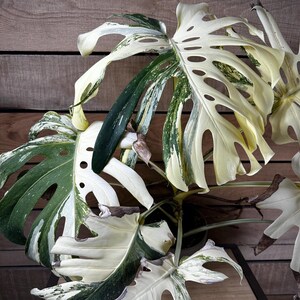 Monstera Thai Constellation Crème Brûlée - Pick Your Plant, 6&quot; Plant