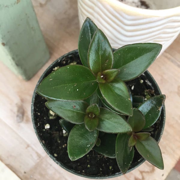 Columnea Gloriosa Goldfish Black Gold, 2" Plant