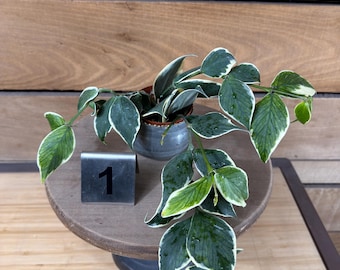 Hoya Nabawanensis Variegated Rooted Cutting Active Growing. Exact