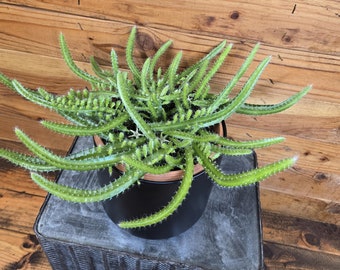 Dog Tail Cactus, 6" Plant