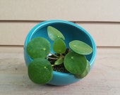 Pilea Peperomioides Plug