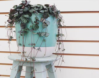 Ceropegia woodii String of Hearts Cuttings (5)