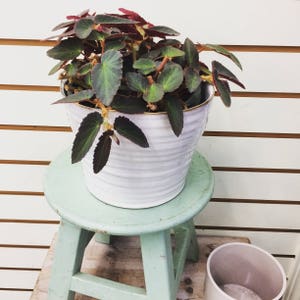 Begonia brasileña Lady Angel Wing, esquejes x3 imagen 2