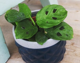 Maranta Leuconeura Mini Prayer, 2" Plant