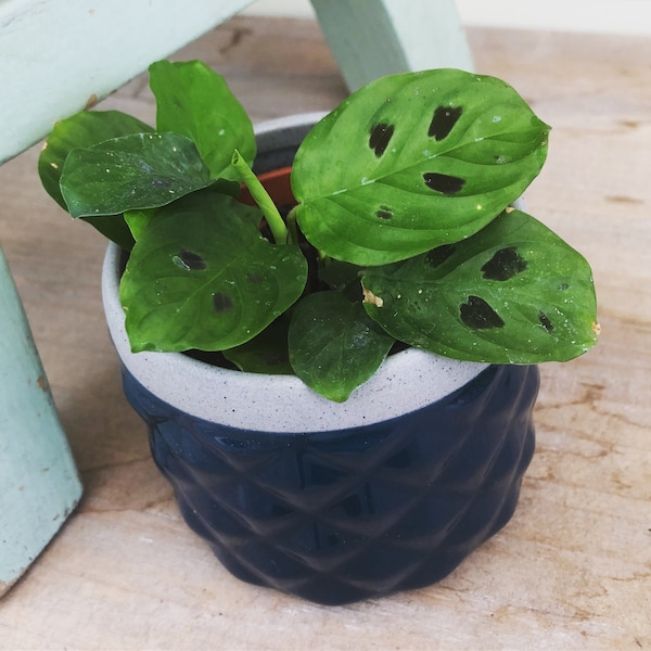 Maranta Leuconeura Mini Prayer, 2" Plant