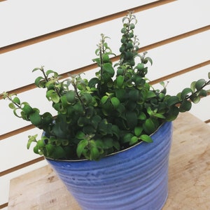 Aeschynanthus Lipstick Curly Plant 6&quot;