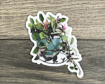 Hoya Carnosa Sticker