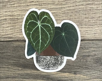Anthurium Clarinervium Sticker