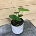 kmooreimius reviewed Monstera Deliciosa Split Leaf - 4" Plant