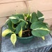 vickie hong reviewed Philodendron Cordatum Brazil - 6" Plant