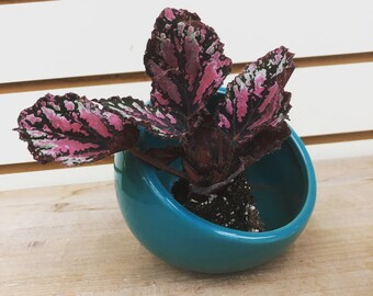 Crafty plants coupon code