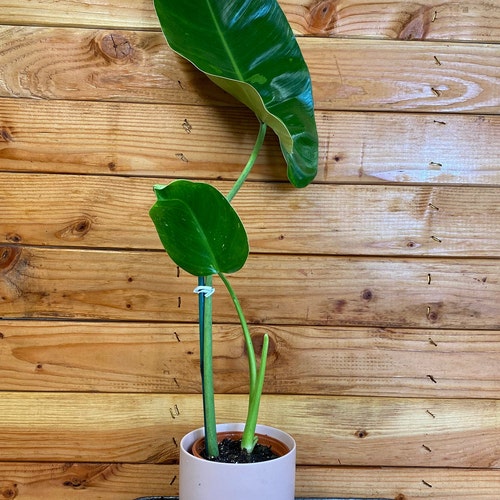 Philodendron Jose Buono shops - 4