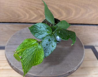 Hoya Polyneura With Splash - Etsy