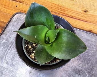 Black Jade Snake Plant  Sansevieria, Easy Houseplant - Etsy