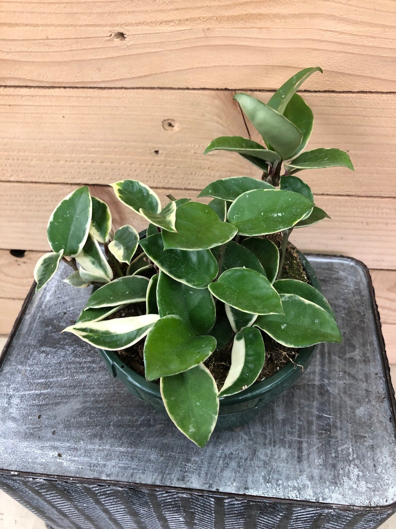 Hoya Carnosa Krimson Queen 6 Plant Etsy