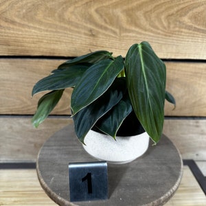 Philodendron Gigas - Pick Your Plant, 4" Plant