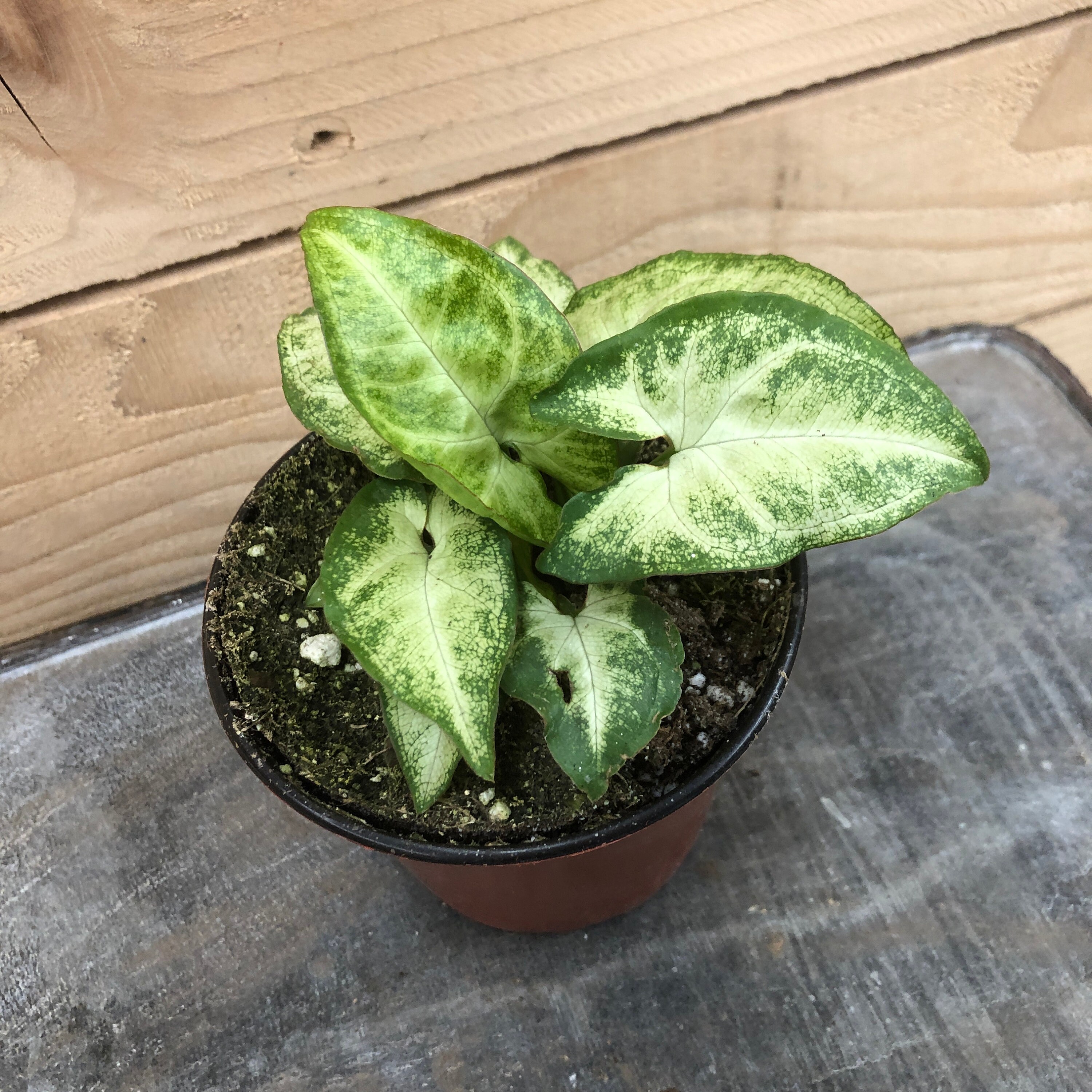 Nephthytis White Butterfly Plant