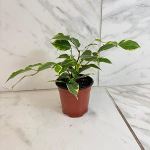 May include: A small potted plant with green and yellow variegated leaves. The plant is in a brown plastic pot. The background is a white and gray marble-like surface.