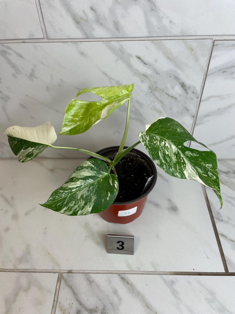 May include: A set of three ceramic mugs with a speckled, matte finish. The mugs are in shades of cream, light gray, and dark gray. Each mug has a simple, minimalist design, perfect for coffee or tea.