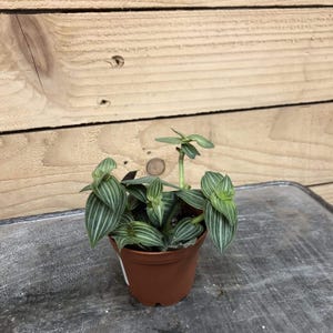 The Plant Farm Houseplants Callisia Elegans, 2" Plant