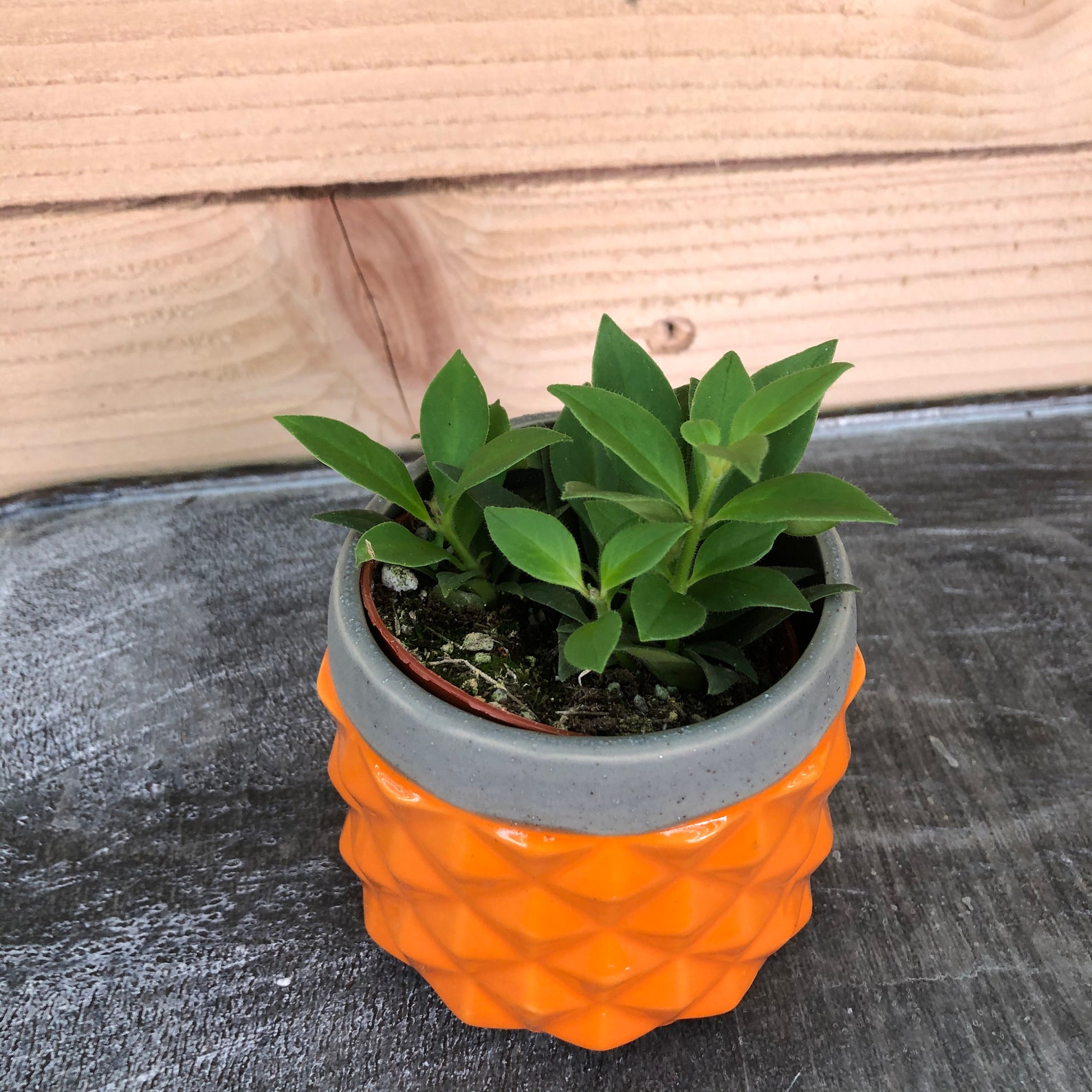 Aeschynanthus Lipstick Purple Star 2 Plant Etsy