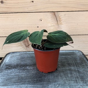 May include: A Philodendron micans plant with dark green, heart-shaped, velvety leaves potted in a simple terracotta-colored plastic container. The plant features multiple stems and foliage spreading outward from the center of the pot.