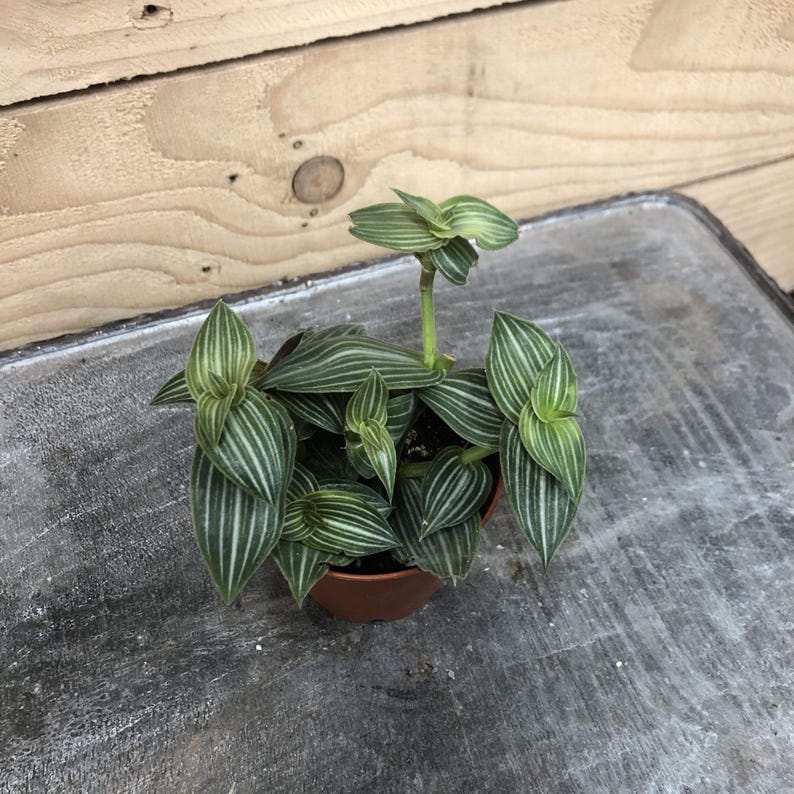 The Plant Farm Houseplants Callisia Elegans, 2" Plant