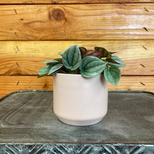 May include: A Peperomia plant with textured, oval-shaped green leaves and reddish undersides, potted in a light pink ceramic pot. The pot has a rounded shape and sits on a dark, textured surface. The background is a wooden wall.