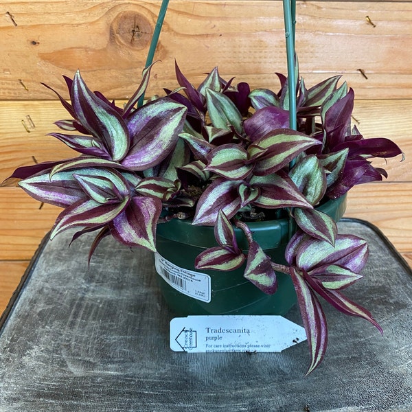 Tradescantia Purple Hanging Plant 6"