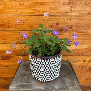 Streptocarpella Concord Blue, 6&quot; Plant