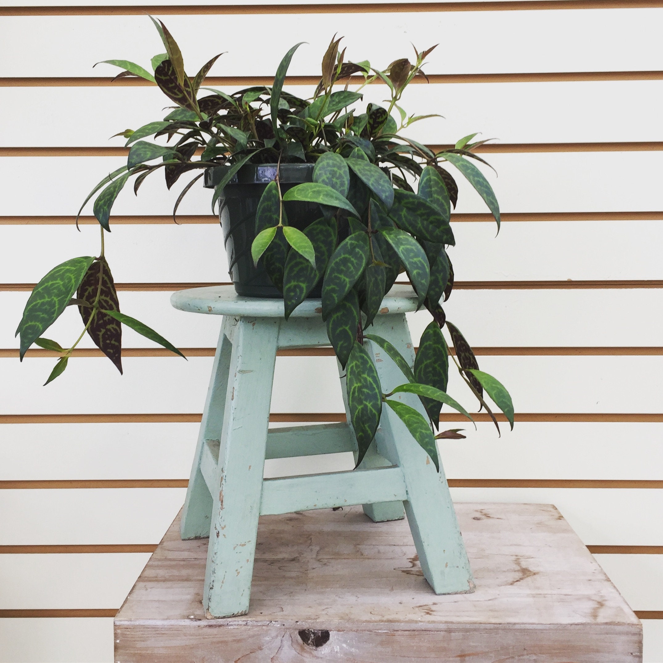 Lipstick 'black Pagoda' Cuttings 5 Etsy