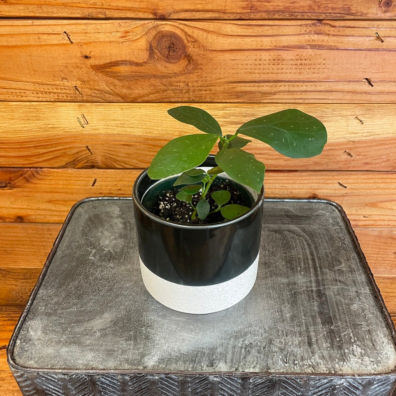 Ficus Diversifolia, 4 Plant image 2