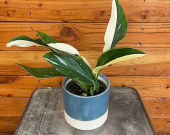 Monstera Standleyana Variegata, 4" Plant