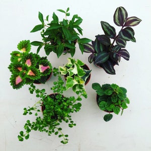 Foliage Gift Box, Box of 4