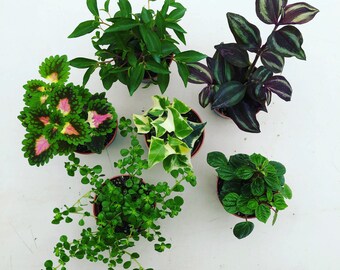 Foliage Gift Box, Box of 4